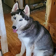 Luna joined the competition — help win amazing prizes! dog, siberian_husky, blue_eyes, tongue_out, indoor, wooden_floor, cat, curious_cat, sitting, pet, animal, fur, ears, face, looking, home, furniture, shelf, door, flooring