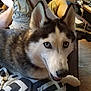 Luna is registered to the contest to win money with this photo: dog, siberian_husky, blue_eyes, pet, indoor, couch, blanket, person, shorts, socks, relaxing, living_room, wood_paneling, floor, furniture, close_up, animal, companion, home, casual