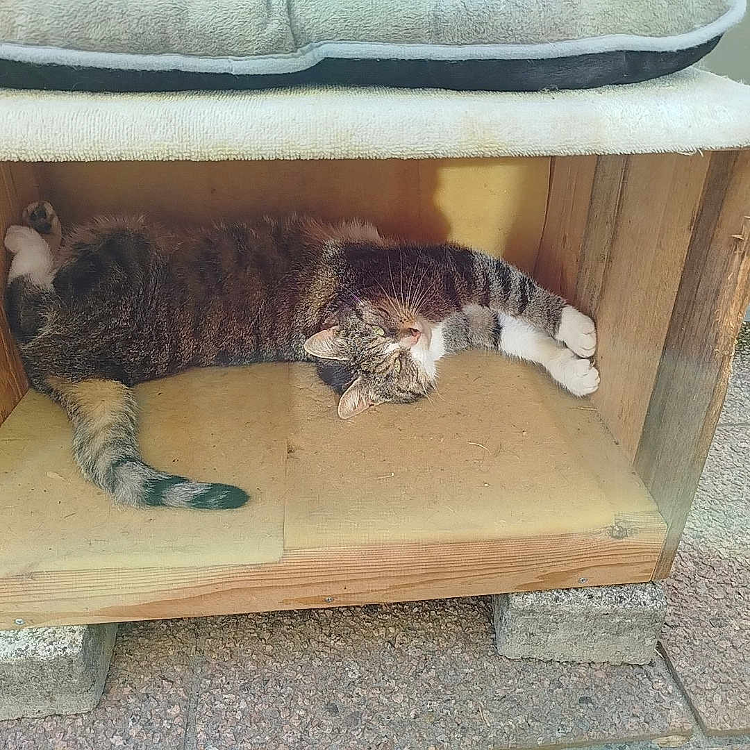 Clochette participe au concours pour gagner de l'argent avec cette photo : animal, box, canine, cat, couch, crate, dog, dogbed, doghouse, hardwood, indoors, interiordesign, kitten, manx, person, pet, plywood, sleeping, stainedwood, wood