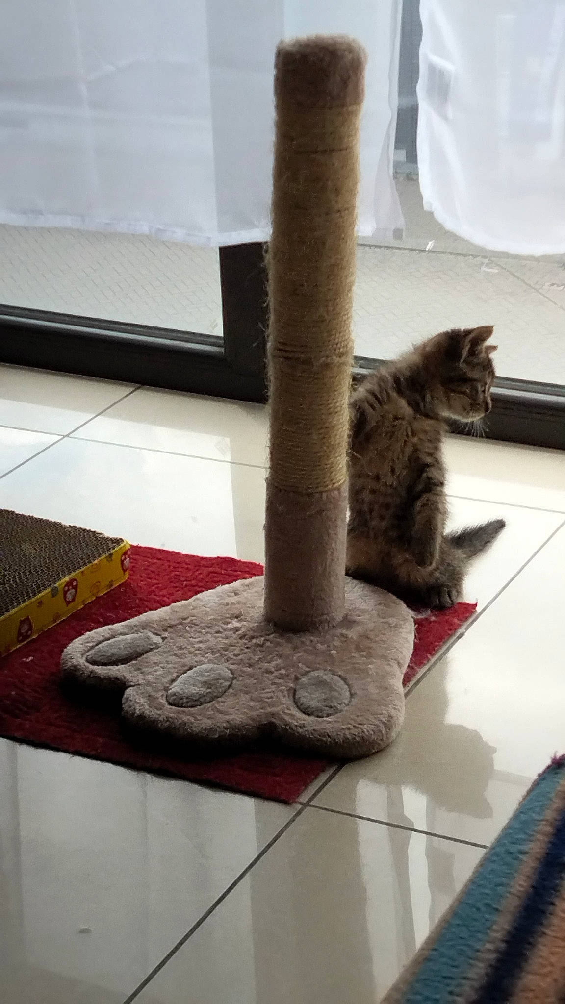 Simba Lion a rejoint le concours — aidez-le/la à gagner de superbes lots ! carmine, carnivore, carpet, cat, cat_supply, domestic_short_haired_cat, felidae, floor, flooring, fur, grey, hardwood, metal, pet_supply, room, small_to_medium_sized_cats, tail, whiskers, window, wood