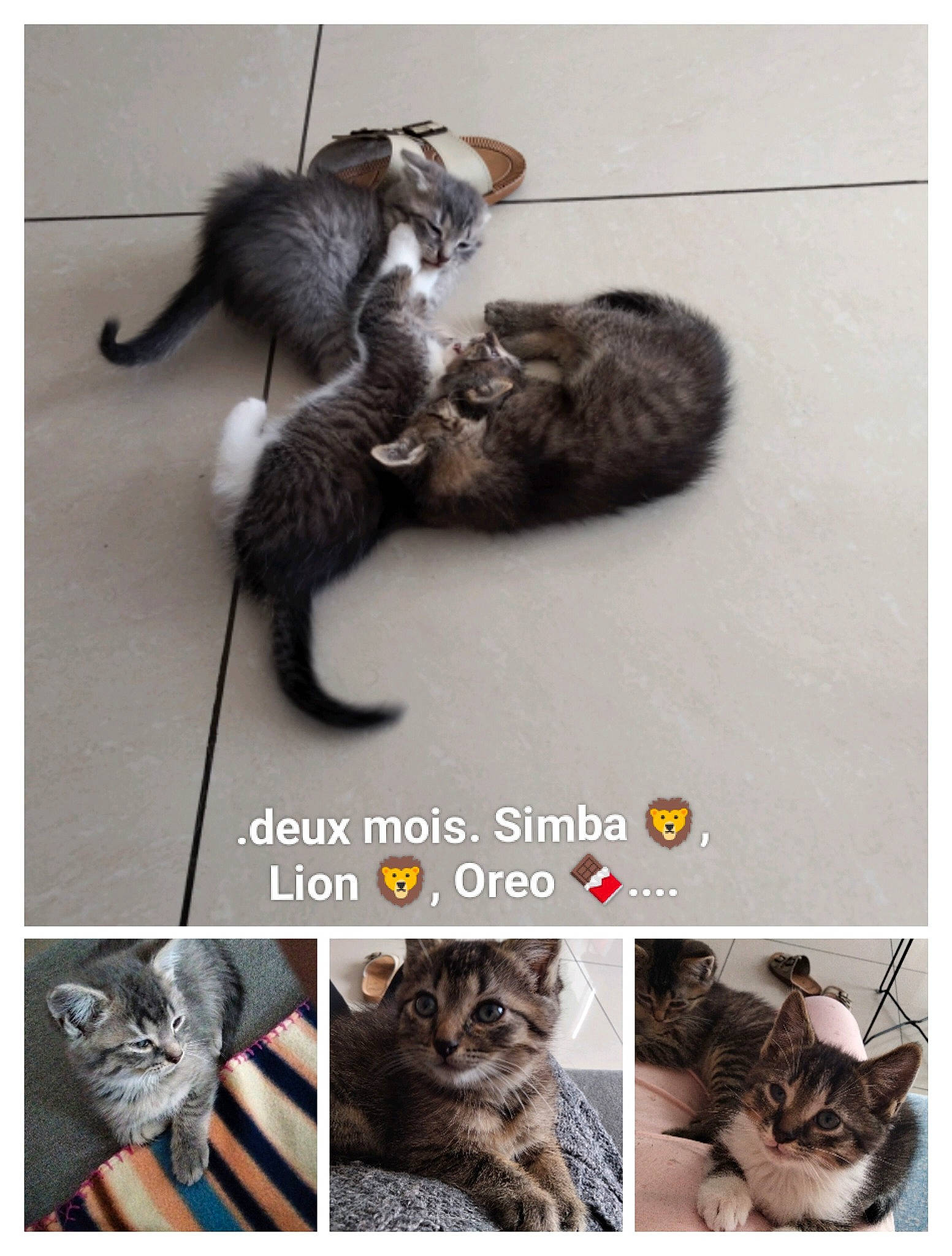 Simba Lion participe au concours pour gagner de l'argent avec cette photo : carnivore, cat, claw, domestic_short_haired_cat, felidae, font, fur, grey, mammal, organism, paw, pet_supply, photo_caption, small_to_medium_sized_cats, snapshot, snout, tail, vertebrate, whiskers, wildlife