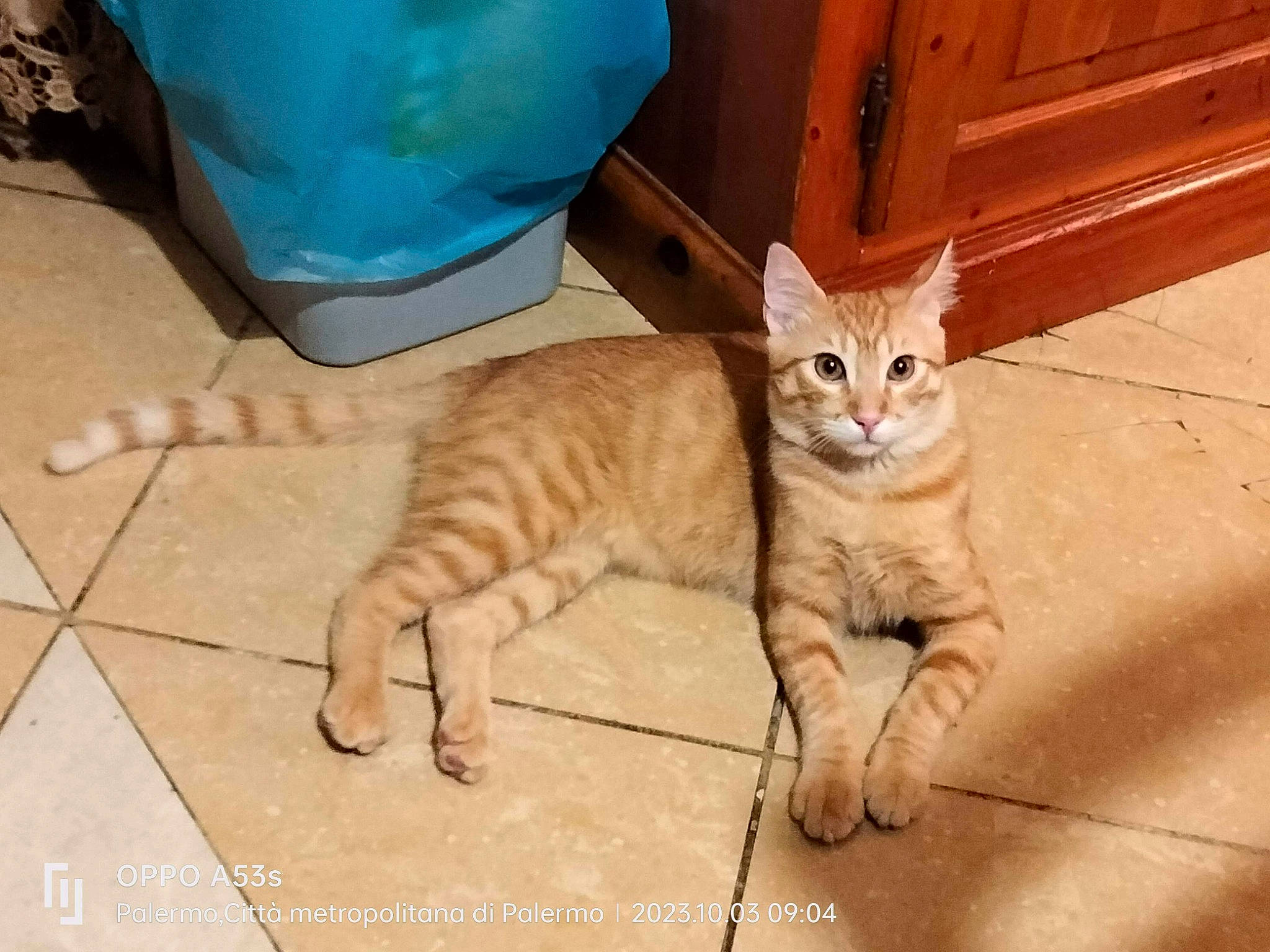 Joy participe au concours pour gagner de l'argent avec cette photo : blue, carnivore, cat, comfort, domestic_short_haired_cat, door, eye, fawn, felidae, floor, flooring, foot, fur, hardwood, paw, small_to_medium_sized_cats, snout, tail, whiskers, wood