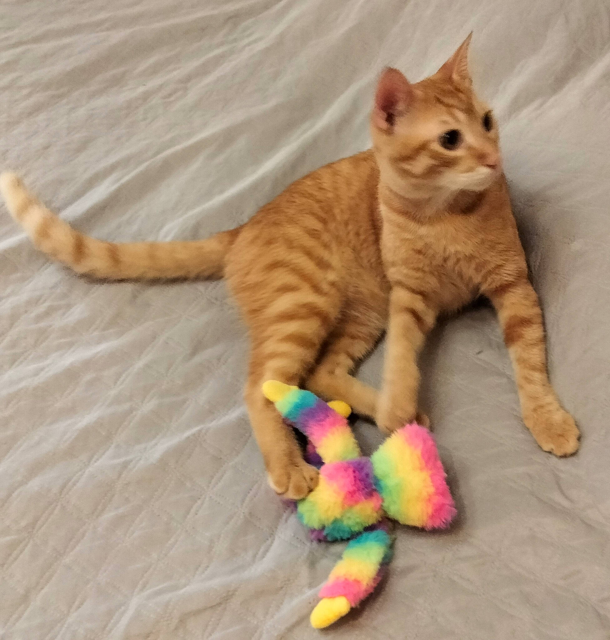 Joy a rejoint le concours — aidez-le/la à gagner de superbes lots ! baby_toys, carnivore, cat, cat_toy, claw, domestic_short_haired_cat, fawn, felidae, foot, fur, paw, small_to_medium_sized_cats, snout, stuffed_toy, tail, terrestrial_animal, thread, toy, whiskers, wood