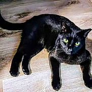 Figaro joined the competition — help win amazing prizes! black_cat, cat, green_eyes, pet, animal, feline, indoor, wooden_floor, curious, lying_down, domestic_cat, whiskers, tail, ears, four_legs, fur, close_up, looking_at_camera, shadow, relaxed