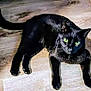 black_cat, cat, green_eyes, pet, animal, feline, indoor, wooden_floor, curious, lying_down, domestic_cat, whiskers, tail, ears, four_legs, fur, close_up, looking_at_camera, shadow, relaxed