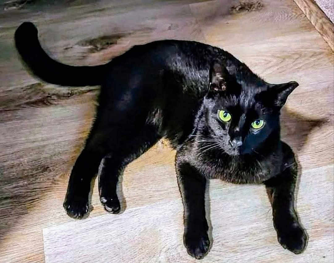 Figaro