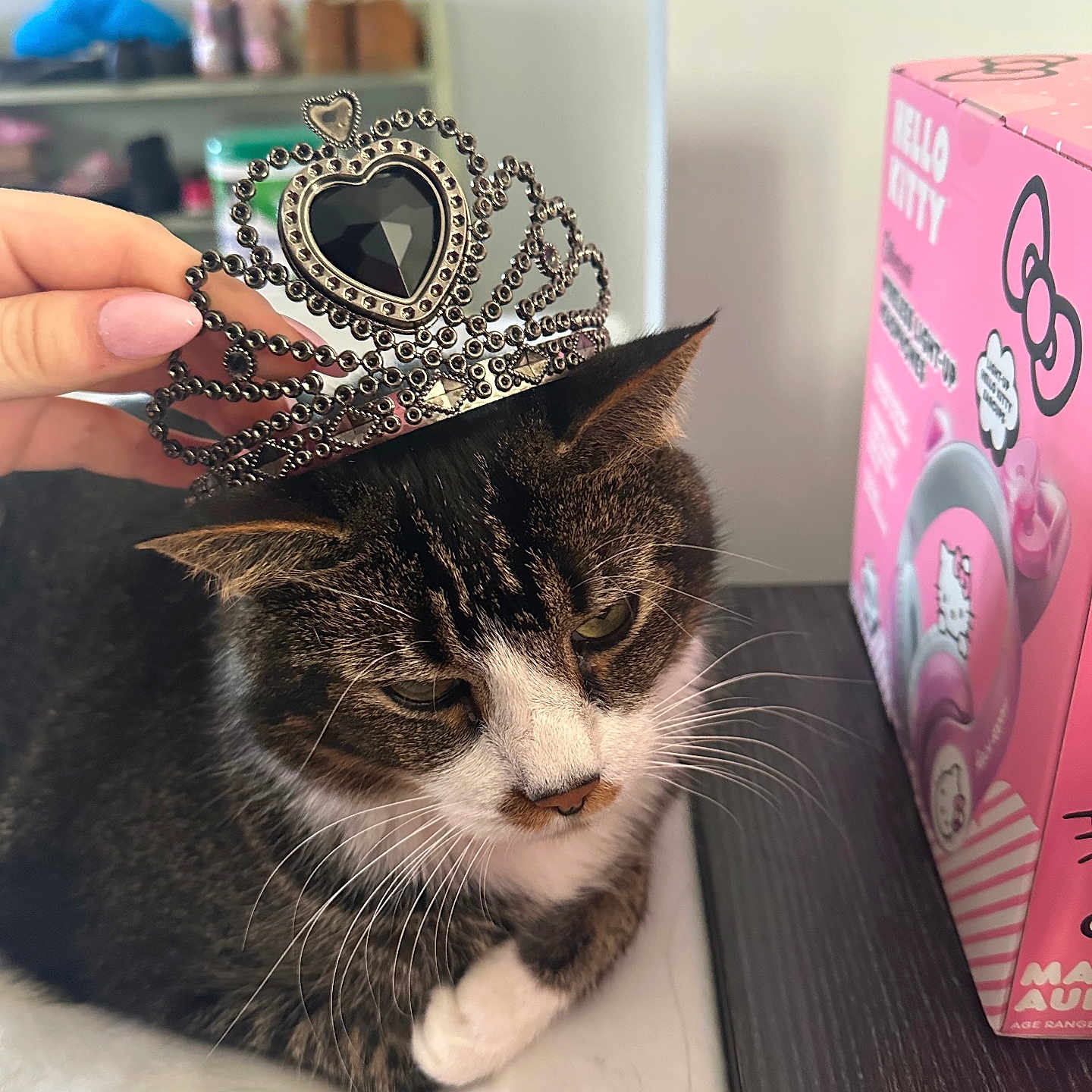 Pacard joined the competition — help win amazing prizes! accessories, animal, box, cat, clothing, crown, document, envelope, furniture, greetingcard, hat, jewelry, kitten, mail, manx, necklace, pet, ring, text, tiara