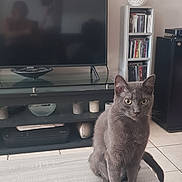 Maxou participe au concours pour gagner de l'argent avec cette photo : candle_holders, cat, cds, curious, decor, domestic_cat, ears, floor, furniture, gray_cat, indoor, living_room, pebbles, pet, seated, shelf, table, tiles, tv, whiskers