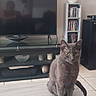 cat, gray_cat, table, candle_holders, pebbles, living_room, tv, shelf, cds, decor, floor, tiles, furniture, domestic_cat, pet, indoor, curious, seated, whiskers, ears