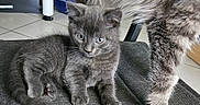 Maxou a rejoint le concours — aidez-le/la à gagner de superbes lots ! abyssinian, angora, animal, cat, couch, egyptiancat, furniture, gray, hardwood, kitten, manx, pet, siamese, wood
