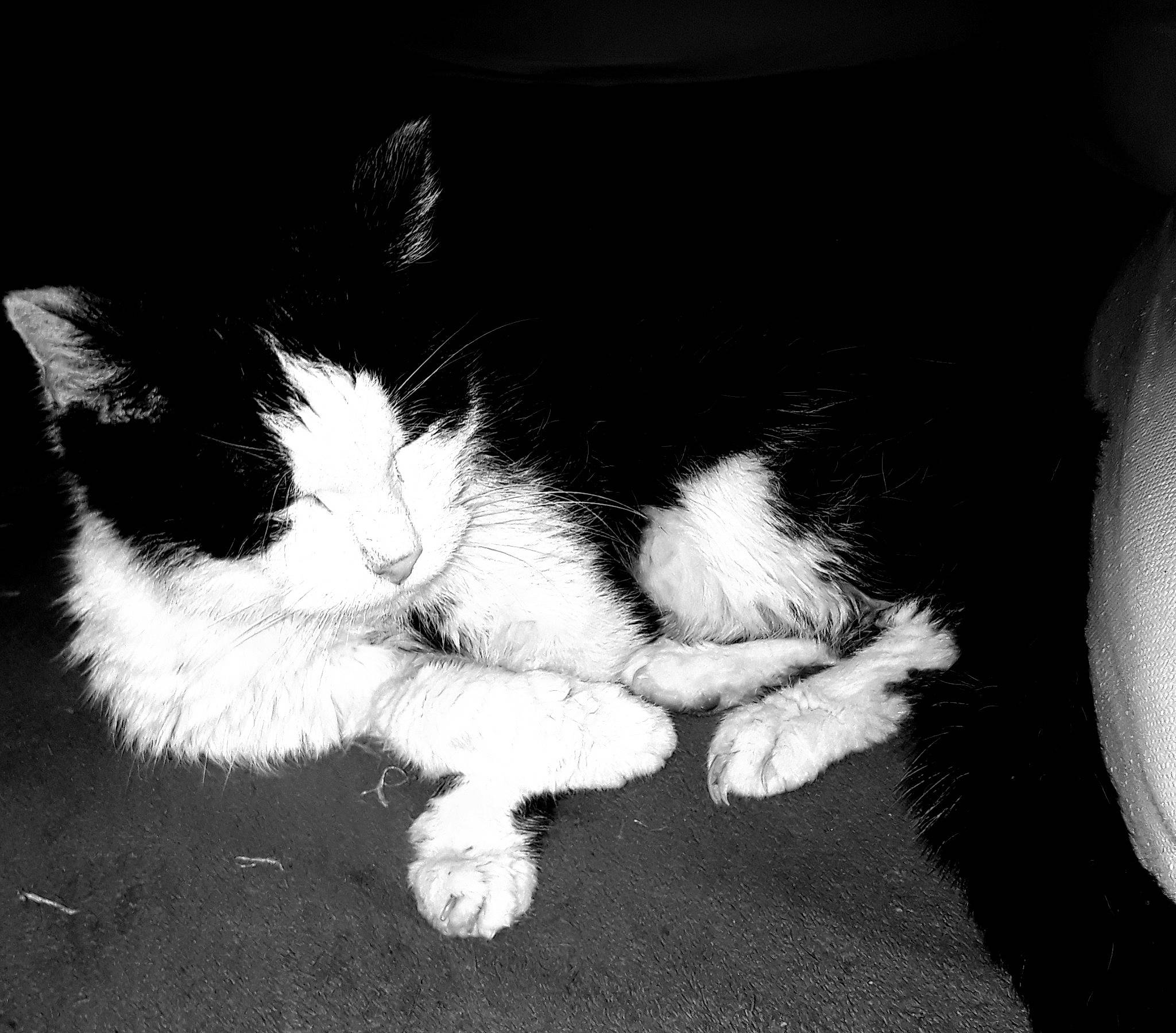 Snoopy participe au concours pour gagner de l'argent avec cette photo : black, black_and_white, carnivore, cat, ear, felidae, fur, kitten, monochrome, monochrome_photography, paw, photography, polydactyl_cat, sky, small_to_medium_sized_cats, snout, stock_photography, style, tail, whiskers