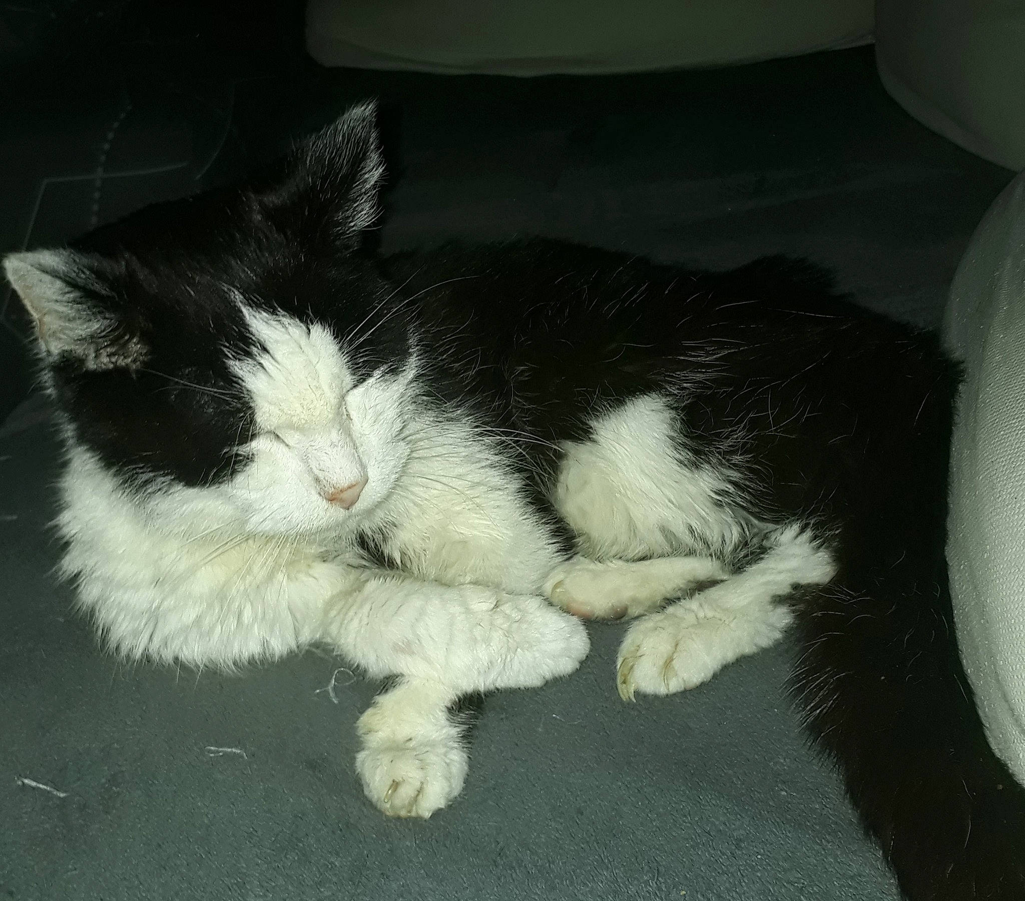 Snoopy participe au concours pour gagner de l'argent avec cette photo : black_and_white, carnivore, cat, domestic_short_haired_cat, felidae, fur, mammal, paw, polydactyl_cat, small_to_medium_sized_cats, snout, tail, whiskers