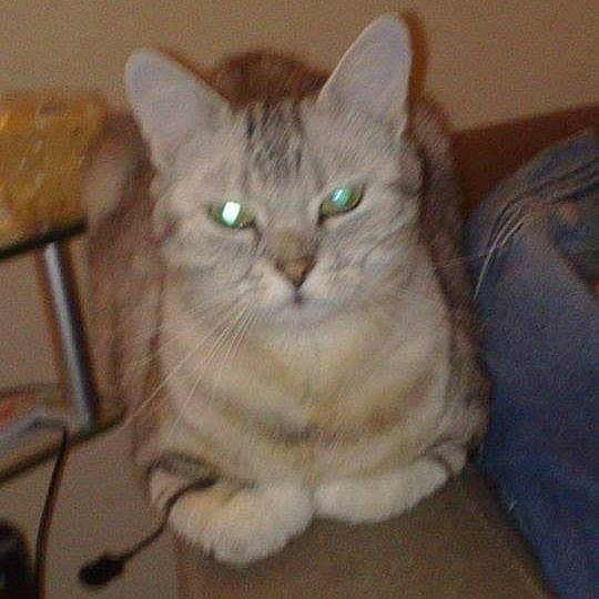 Pupuce a rejoint le concours — aidez-le/la à gagner de superbes lots ! asian, british_semi_longhair, burmilla, carnivore, cat, domestic_long_haired_cat, domestic_short_haired_cat, european_shorthair, fawn, felidae, mammal, small_to_medium_sized_cats, vertebrate, whiskers