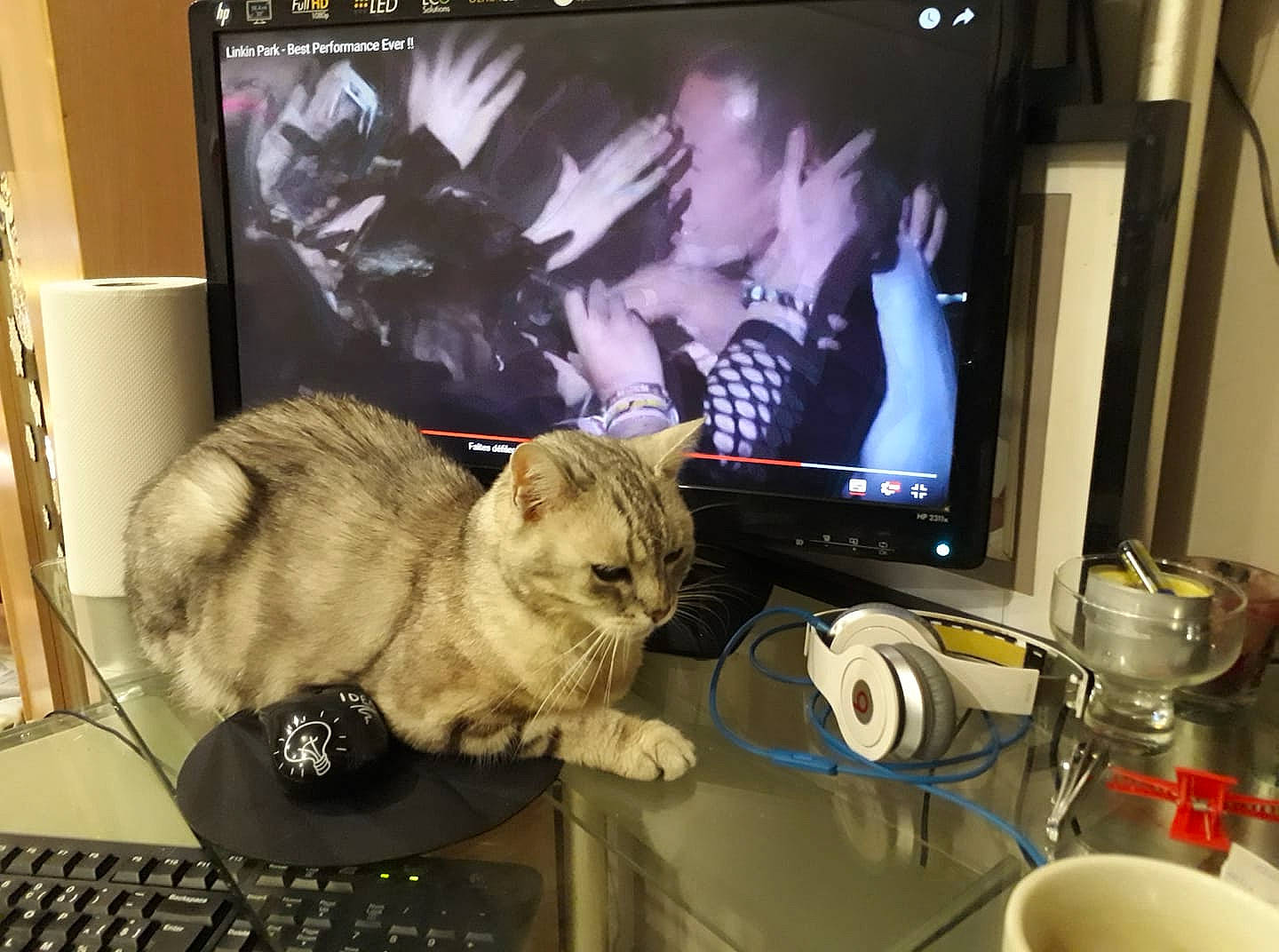 Pupuce participe au concours pour gagner de l'argent avec cette photo : american_shorthair, asian, carnivore, cat, computer_monitor, desktop_computer, display_device, domestic_short_haired_cat, electronic_device, european_shorthair, felidae, flat_panel_display, kitten, media, personal_computer, screen, small_to_medium_sized_cats, technology, television, whiskers