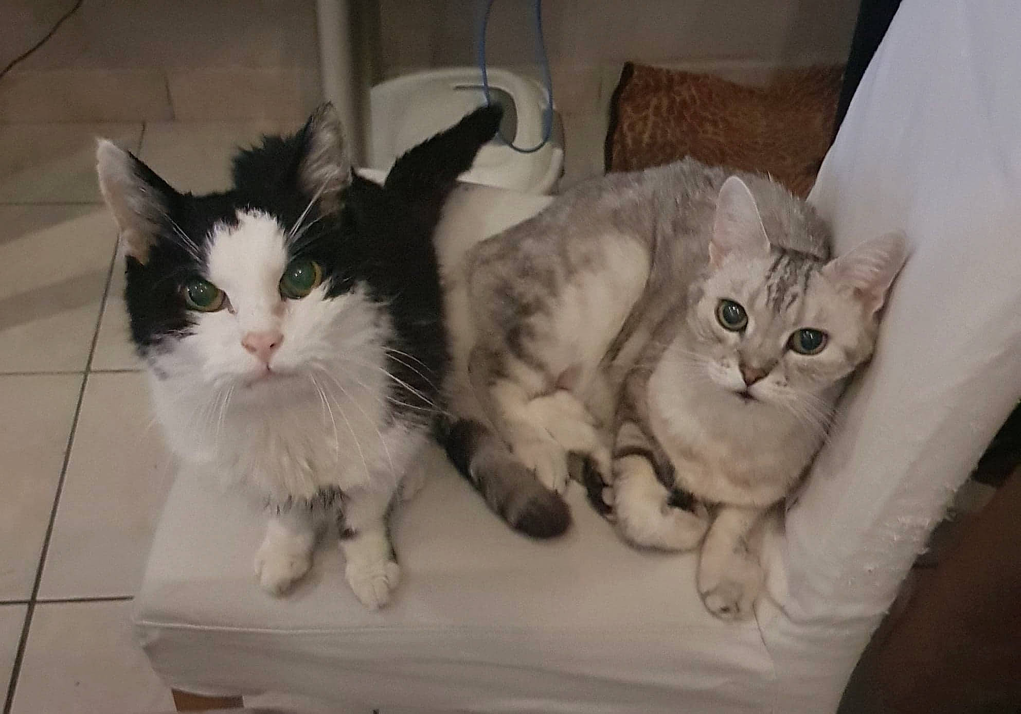 Pupuce participe au concours pour gagner de l'argent avec cette photo : aegean_cat, asian, asian_semi_longhair, british_semi_longhair, carnivore, cat, cymric, domestic_long_haired_cat, domestic_short_haired_cat, european_shorthair, felidae, kitten, mammal, napoleon_cat, ojos_azules, polydactyl_cat, ragamuffin, small_to_medium_sized_cats, vertebrate, whiskers