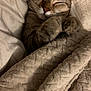Iona is registered to the contest to win money with this photo: cat, tabby_cat, sleeping, blanket, cozy, paws, fur, whiskers, ears, bed, bedding, soft_texture, indoor, nap, pet, closeup, resting, portrait, cute, relaxed