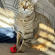 Iona joined the competition — help win amazing prizes! cat, tabby_cat, pet, pillow, cushion, blanket, couch, sofa, red_toy, sunlight, shadow, whiskers, ears, amber_eyes, fur, paw, indoor, cozy, portrait, home