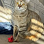 cat, tabby_cat, pet, pillow, cushion, blanket, couch, sofa, red_toy, sunlight, shadow, whiskers, ears, amber_eyes, fur, paw, indoor, cozy, portrait, home