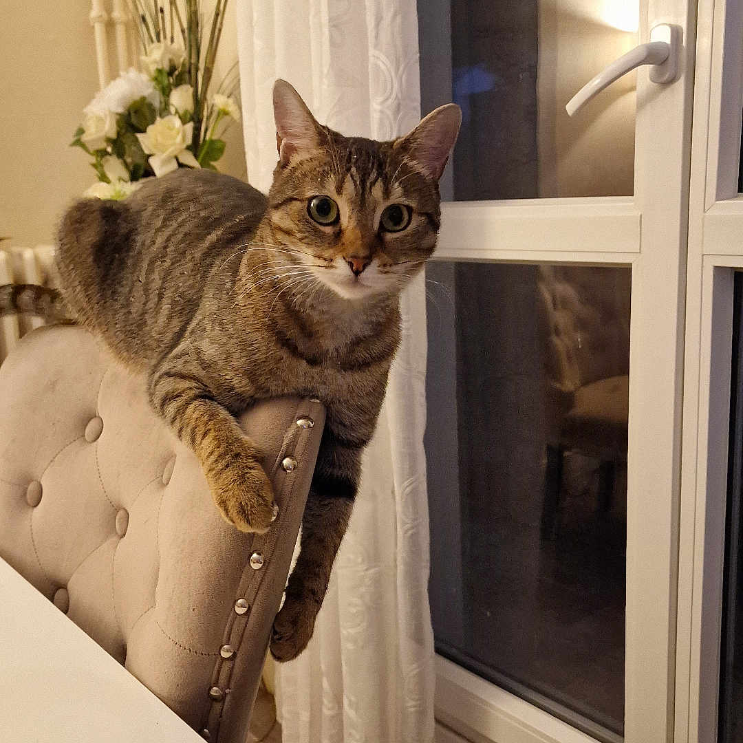 Maya participe au concours pour gagner de l'argent avec cette photo : animal, cat, chair, cozy, curious, curtains, decor, ears, flowers, furniture, home, indoor, looking, paws, pet, relaxed, tabby, table, whiskers, window