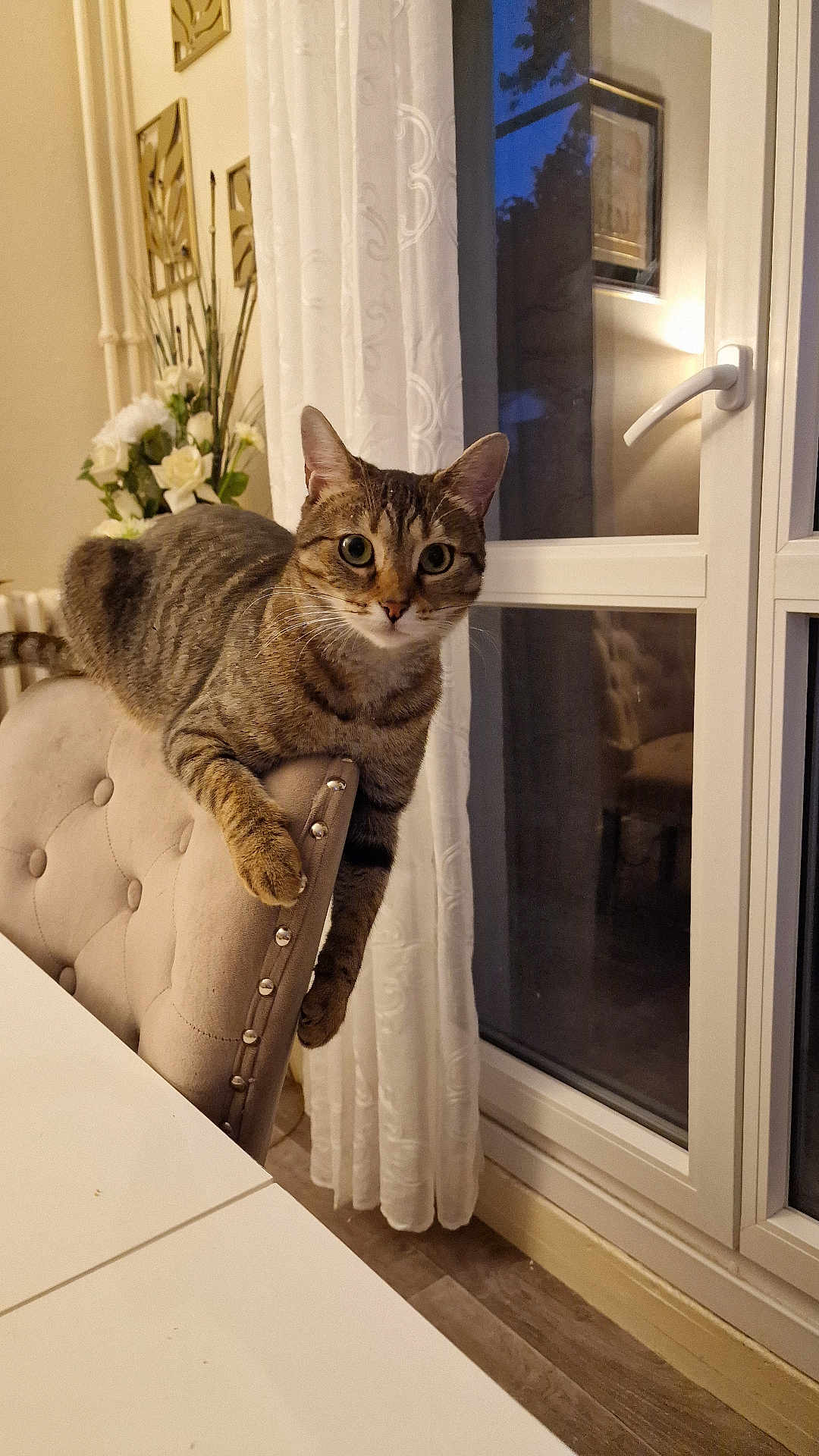 Maya participe au concours pour gagner de l'argent avec cette photo : cat, tabby, chair, indoor, curious, furniture, window, curtains, flowers, decor, pet, animal, cozy, home, relaxed, looking, ears, whiskers, paws, table