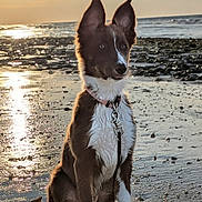 Aska participe au concours pour gagner de l'argent avec cette photo : dog, beach, sunset, water, sand, reflection, sky, clouds, sun, wet, collar, leash, animal, outdoor, nature, pet, sitting, brown, white, ears