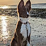 dog, beach, sunset, water, sand, reflection, sky, clouds, sun, wet, collar, leash, animal, outdoor, nature, pet, sitting, brown, white, ears