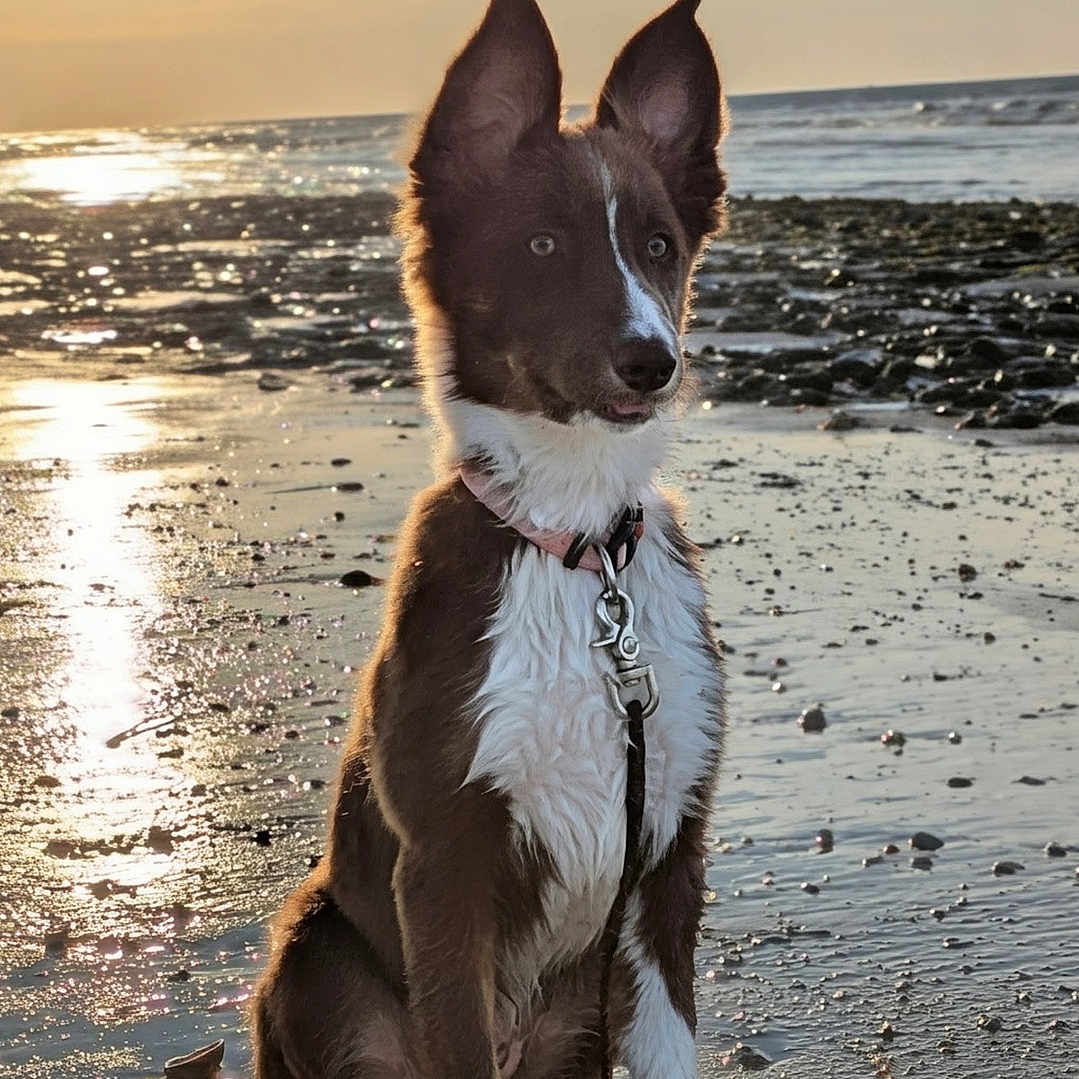 Aska participe au concours pour gagner de l'argent avec cette photo : dog, beach, sunset, water, sand, reflection, sky, clouds, sun, wet, collar, leash, animal, outdoor, nature, pet, sitting, brown, white, ears