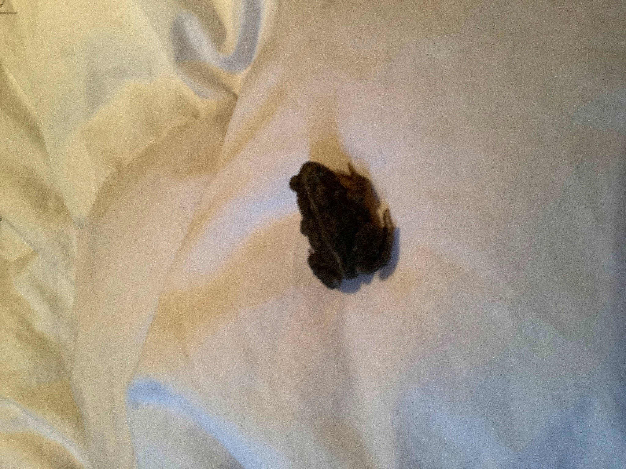 Muffins is registered to the contest to win money with this photo: flower, plant, stain