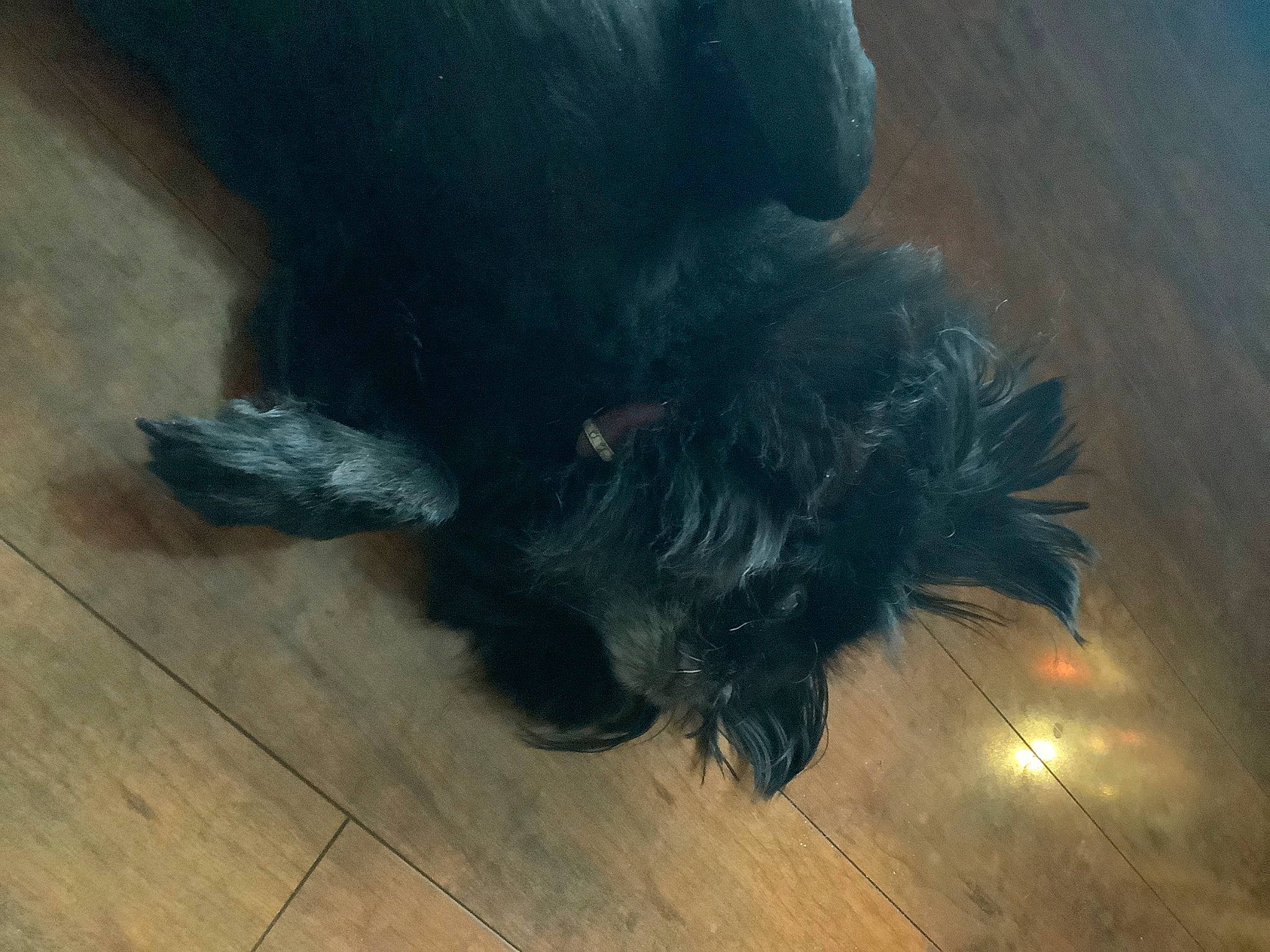 Lue is registered to the contest to win money with this photo: black, canidae, carnivore, dog, dog_breed, floor, fur, guard_dog, hardwood, miniature_schnauzer, schnauzer, scottish_terrier, sporting_group, tail, terrier