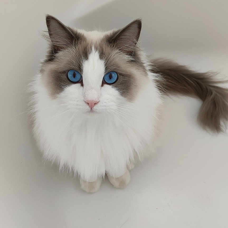 Raven participe au concours pour gagner de l'argent avec cette photo : abyssinian, angora, animal, bathing, bathtub, cat, hardwood, kitten, manx, person, pet, siamese, sink, tub, white, wood