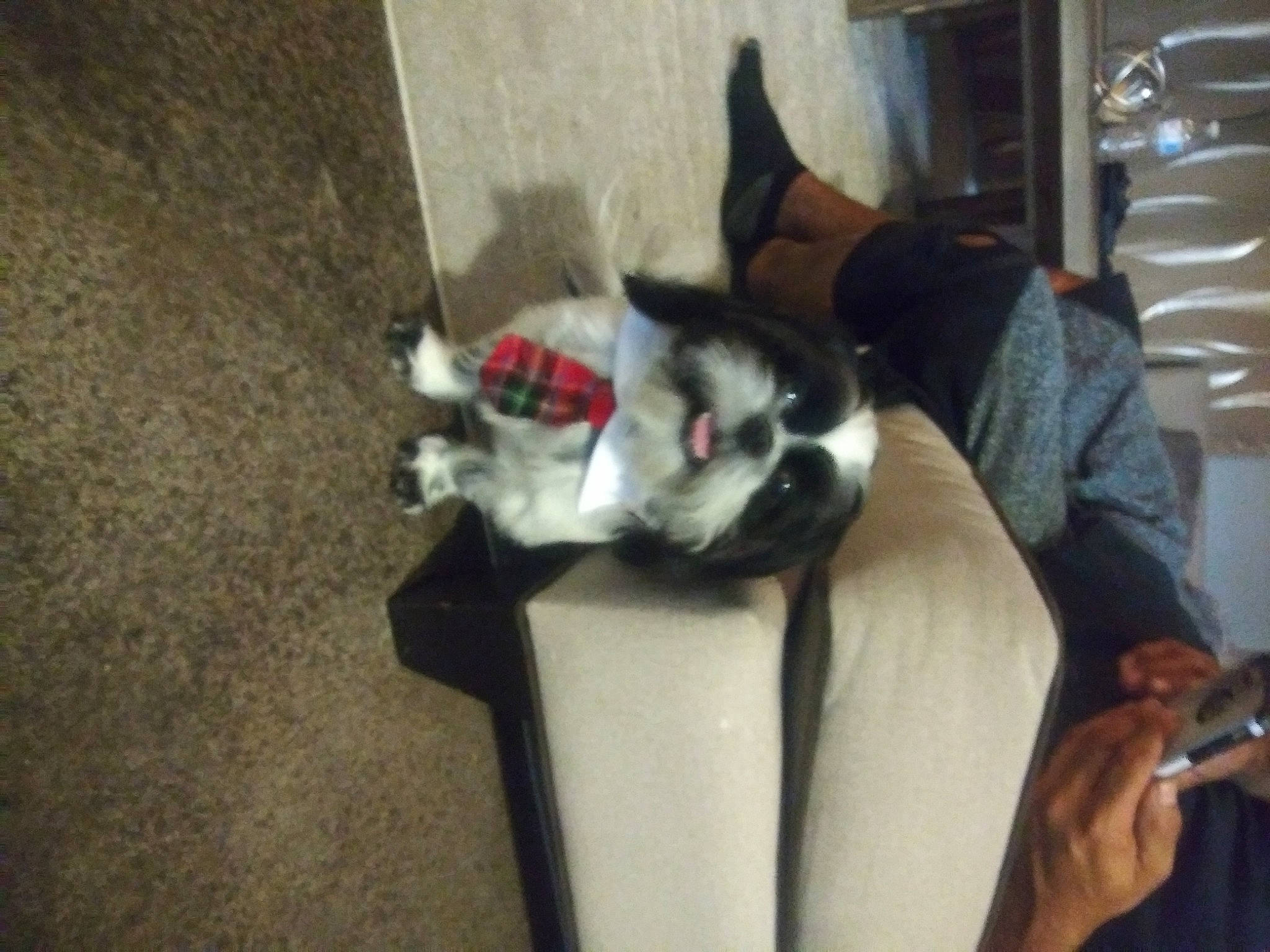 Bubbles joined the competition — help win amazing prizes! canidae, carnivore, cat, comfort, companion_dog, dog_breed, domestic_short_haired_cat, felidae, fur, human_leg, lap, paw, sitting, small_to_medium_sized_cats, sporting_group, tail, whiskers