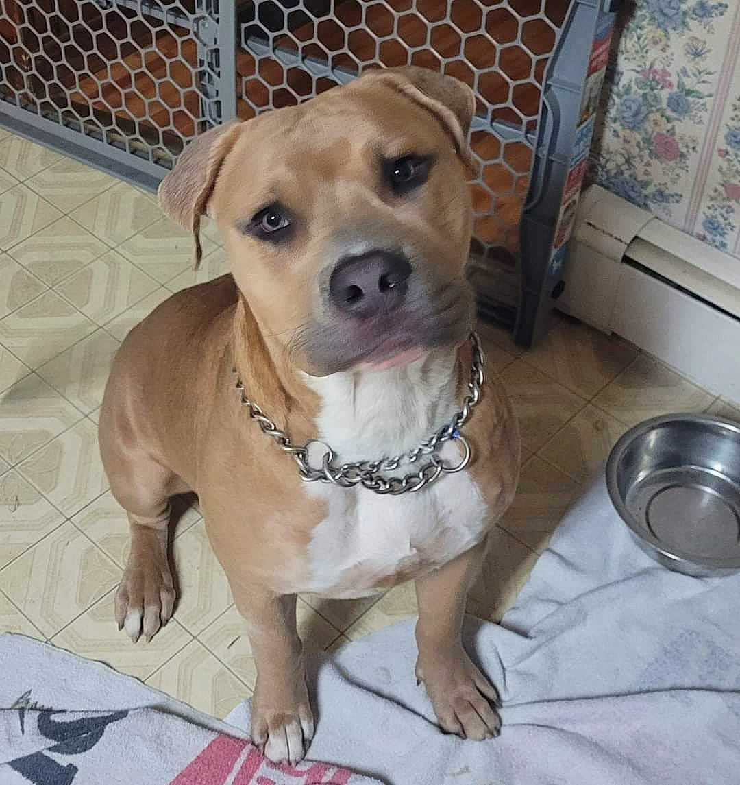 Cujo is registered to the contest to win money with this photo: canidae, carnivore, collar, companion_dog, dog, dog_breed, dog_collar, dog_supply, fawn, fence, fur, kitchen_utensil, mesh, paw, pet_supply, puppy_love, snout, sporting_group, whiskers, working_animal