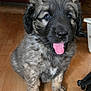 Alya a rejoint le concours — aidez-le/la à gagner de superbes lots ! puppy, dog, indoor, floor, tongue_out, cute, fluffy, pet, animal, young, brown, black, fur, sitting, looking, adorable, domestic, companion, small, playful