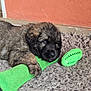 puppy, dog, toy, green_toy, carpet, rug, indoor, pet, cute, furry, playful, brown_dog, closeup, animal, domestic_animal, resting, young_dog, chew_toy, floor, wall