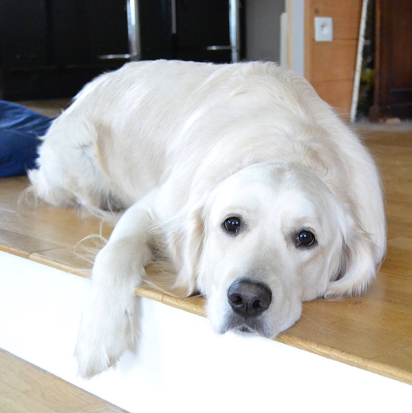 Totem a rejoint le concours — aidez-le/la à gagner de superbes lots ! canidae, carnivore, collar, comfort, companion_dog, dog, dog_breed, dog_collar, dog_supply, flooring, fur, labrador_retriever, long_sleeved_t_shirt, natural_material, pet_supply, snout, sporting_group, whiskers, wood, working_animal