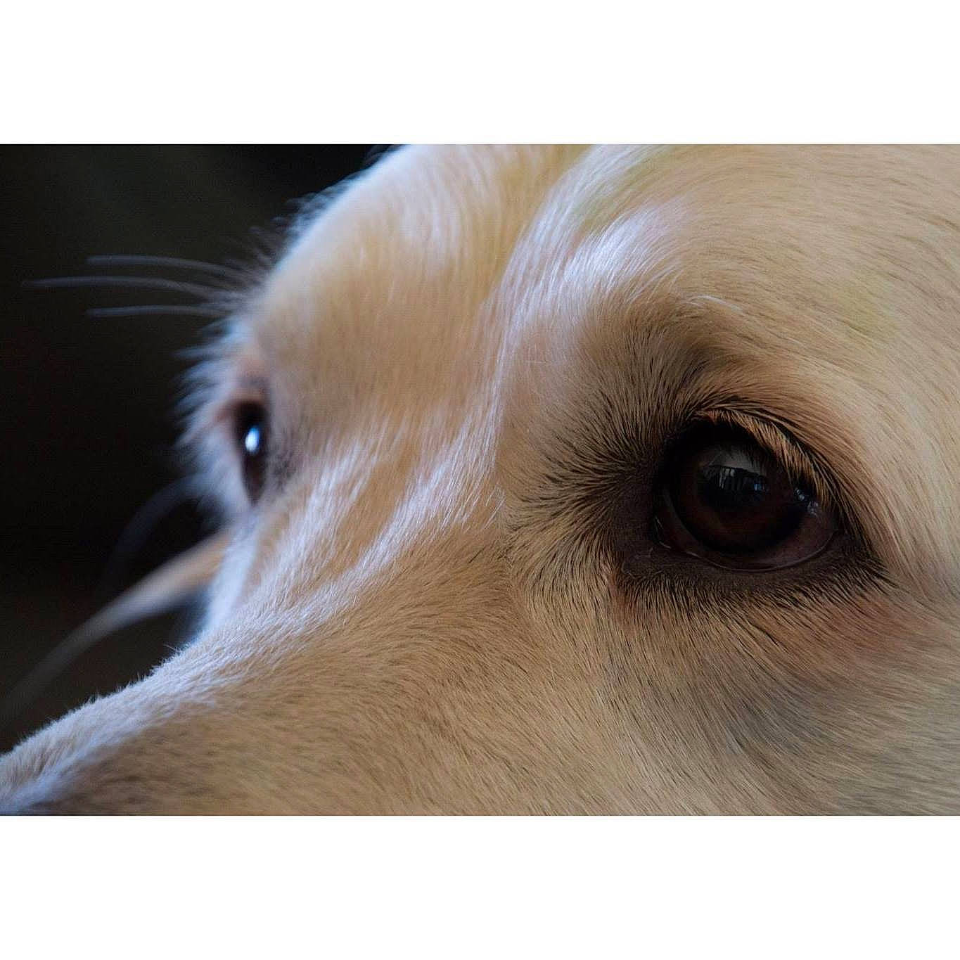 Totem a rejoint le concours — aidez-le/la à gagner de superbes lots ! canidae, carnivore, companion_dog, dog, dog_breed, ear, fawn, fur, liver, sporting_group, terrestrial_animal, whiskers, wood, working_animal