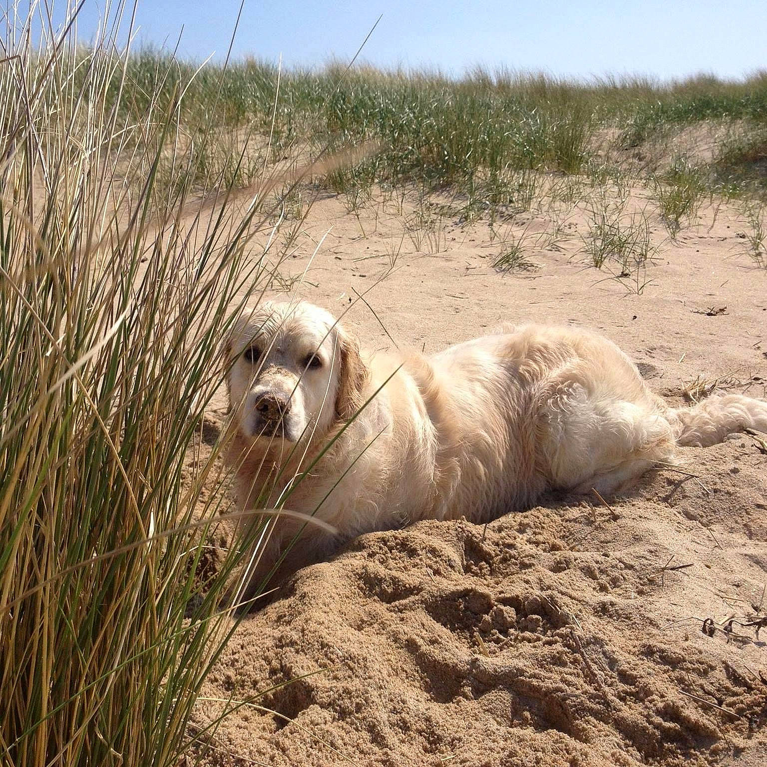 Totem a rejoint le concours — aidez-le/la à gagner de superbes lots ! beach, bearded_seal, canidae, carnivore, companion_dog, corgi_chihuahua, dog, dog_breed, earless_seal, ecoregion, fawn, fur, grass, landscape, plant, sand, sky, soil, sporting_group, terrestrial_animal