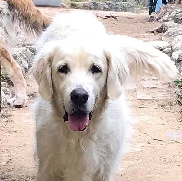 Totem a rejoint le concours — aidez-le/la à gagner de superbes lots ! ancient_dog_breeds, canidae, carnivore, companion_dog, dog, dog_breed, fawn, fur, gun_dog, long_sleeved_t_shirt, plant, recreation, snout, soil, tail, terrestrial_animal, tree, whiskers, working_animal, working_dog