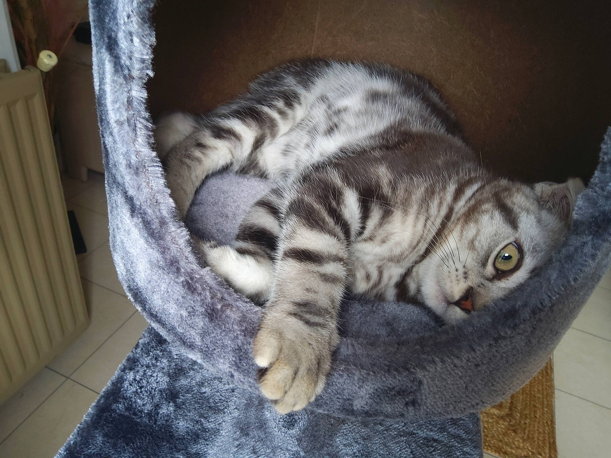 Tyson a rejoint le concours — aidez-le/la à gagner de superbes lots ! carnivore, cat, comfort, domestic_short_haired_cat, fawn, felidae, fur, grey, nap, pattern, paw, small_to_medium_sized_cats, snout, tail, whiskers, wood