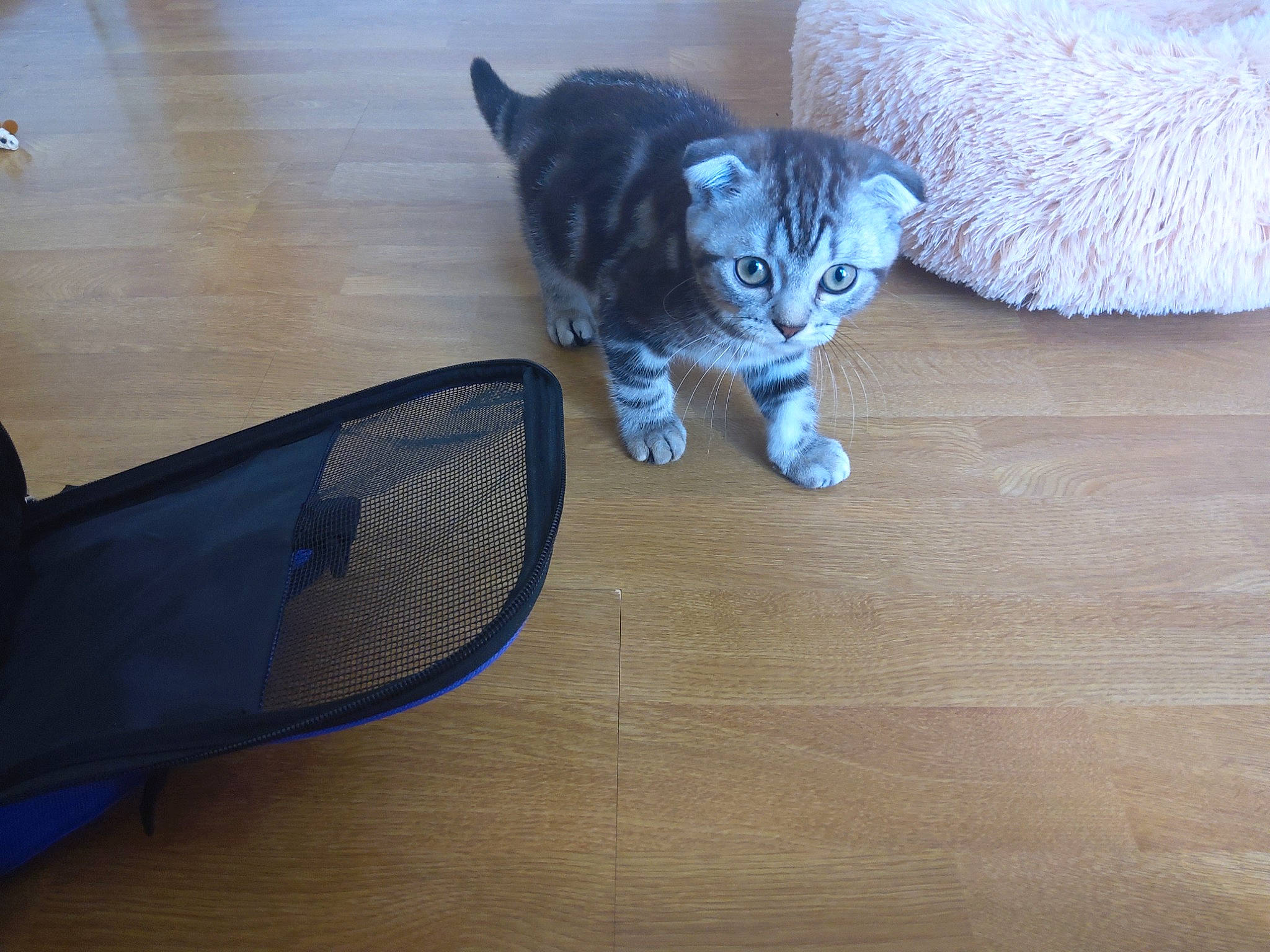 Tyson a rejoint le concours — aidez-le/la à gagner de superbes lots ! carnivore, cat, comfort, domestic_short_haired_cat, electric_blue, fawn, felidae, flooring, foot, fur, goggles, grey, hardwood, paw, small_to_medium_sized_cats, sunglasses, tail, whiskers, wood, wood_flooring