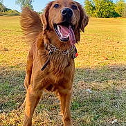 Nico is registered to the contest to win money with this photo: dog, golden_retriever, grass, tennis_balls, playful, outdoor, sunny, tongue_out, happy, pet, canine, field, nature, collar, animal, summer, daytime, energetic, friendly, park