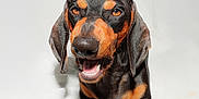Barney participe au concours pour gagner de l'argent avec cette photo : dog, dachshund, pet, animal, canine, smiling, black_and_tan, fur, portrait, studio, white_background, cute, happy, lying_down, ears, paws, domestic_animal, muzzle, close_up, friendly