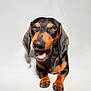 dog, dachshund, pet, animal, canine, smiling, black_and_tan, fur, portrait, studio, white_background, cute, happy, lying_down, ears, paws, domestic_animal, muzzle, close_up, friendly