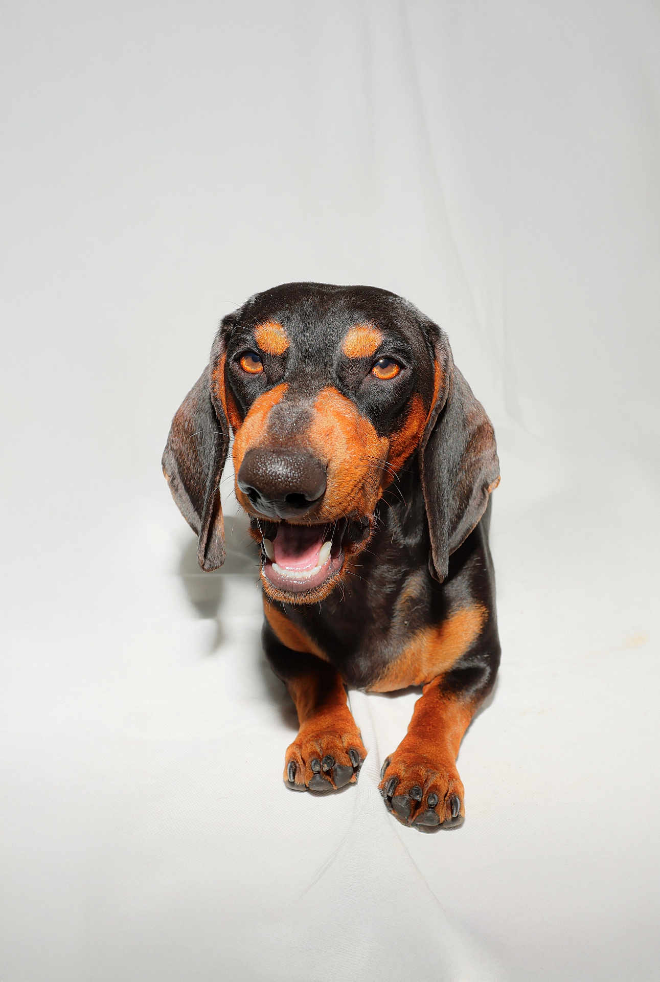 Barney participe au concours pour gagner de l'argent avec cette photo : dog, dachshund, pet, animal, canine, smiling, black_and_tan, fur, portrait, studio, white_background, cute, happy, lying_down, ears, paws, domestic_animal, muzzle, close_up, friendly