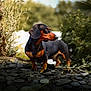 Barney participe au concours pour gagner de l'argent avec cette photo : dog, dachshund, outdoor, pet, animal, nature, greenery, stone, standing, alert, fur, ears, snout, grass, sunlight, blurred_background, canine, companion, mammal, brown