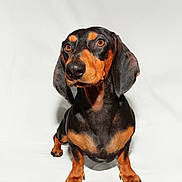Barney participe au concours pour gagner de l'argent avec cette photo : dog, dachshund, pet, animal, portrait, black, brown, fur, ears, eyes, sitting, studio, white_background, cute, canine, domestic_animal, short_legs, expression, snout, paw