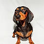 dog, dachshund, pet, animal, portrait, black, brown, fur, ears, eyes, sitting, studio, white_background, cute, canine, domestic_animal, short_legs, expression, snout, paw