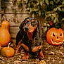 Barney a rejoint le concours — aidez-le/la à gagner de superbes lots ! dachshund, dog, pumpkin, jack_o_lantern, autumn, fall, leaves, outdoor, pet, animal, wood, greenery, nature, cute, brown, black, small_dog, festive, seasonal, portrait