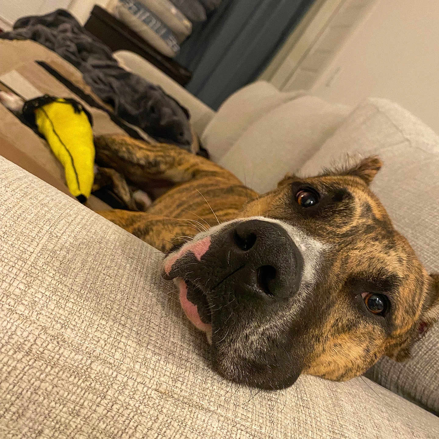 Sampson joined the competition — help win amazing prizes! animal, architecture, ball, building, canine, couch, cushion, dog, food, fruit, furniture, homedecor, indoors, interiordesign, livingroom, pet, plant, produce, room, sport
