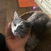 Luna The Kitty joined the competition — help win amazing prizes! cat, pet, hand, resting, indoor, wood_floor, circular_bed, feline, whiskers, ears, fur, domestic_animal, playing_ball, cozy, relaxing, close_up, animal, cute, companion, home